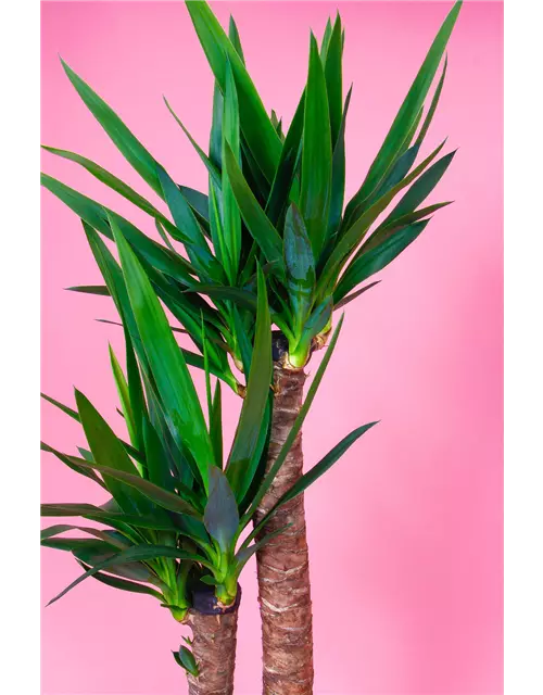 Yucca Palme, 2er-Tuff, 23 cm Topf