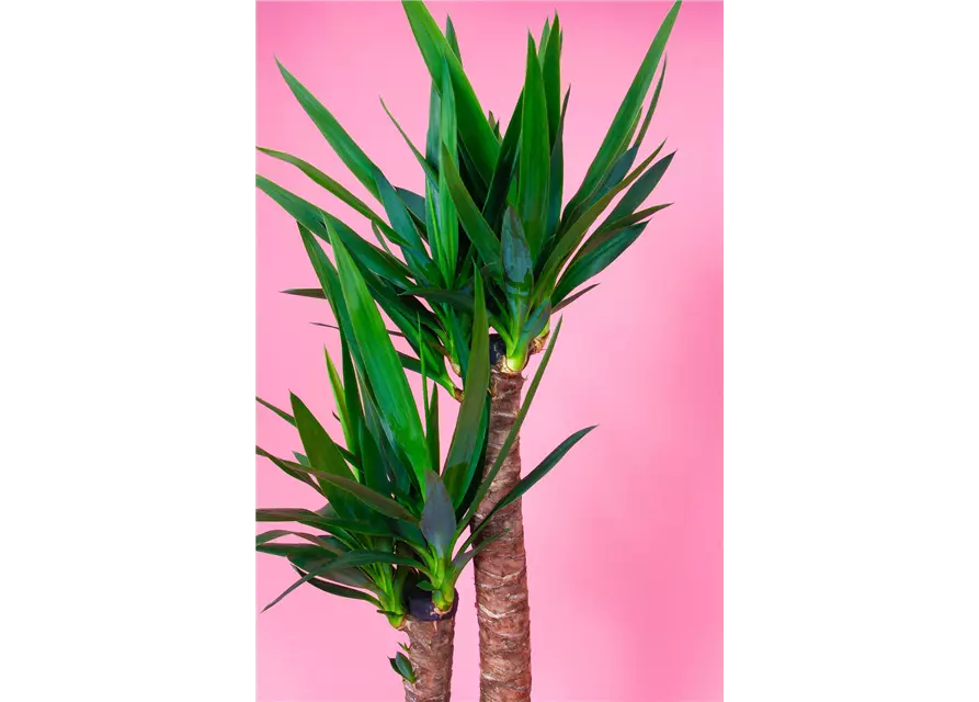 Yucca Palme, 2er-Tuff, 23 cm Topf