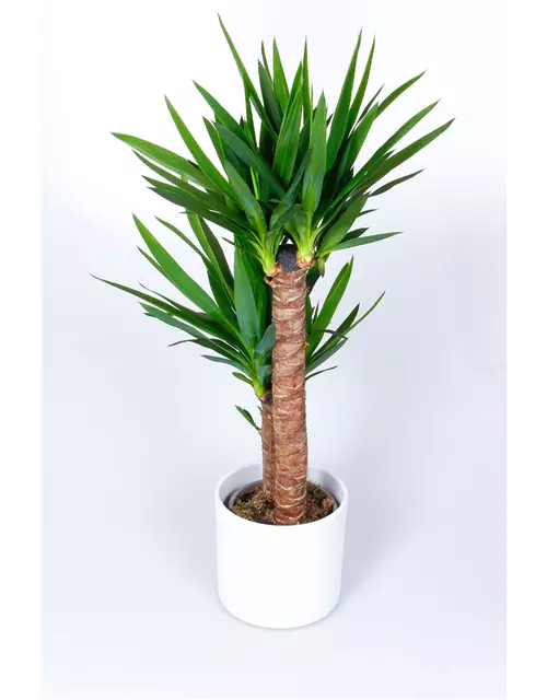 Yucca Palme, 2er-Tuff, 23 cm Topf