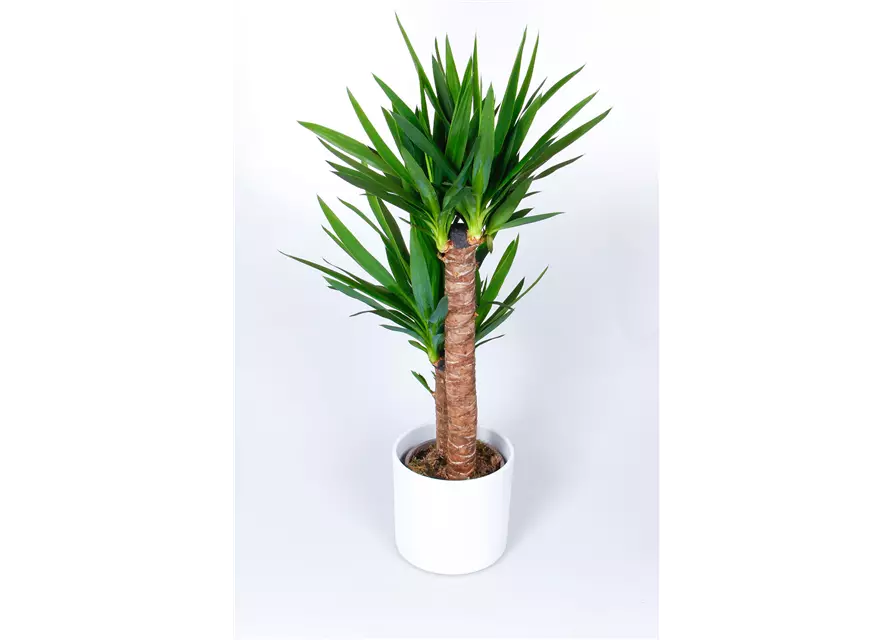 Yucca Palme, 2er-Tuff, 23 cm Topf