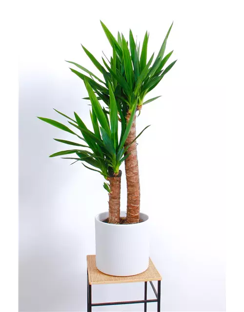 Yucca Palme, 2er-Tuff, 23 cm Topf