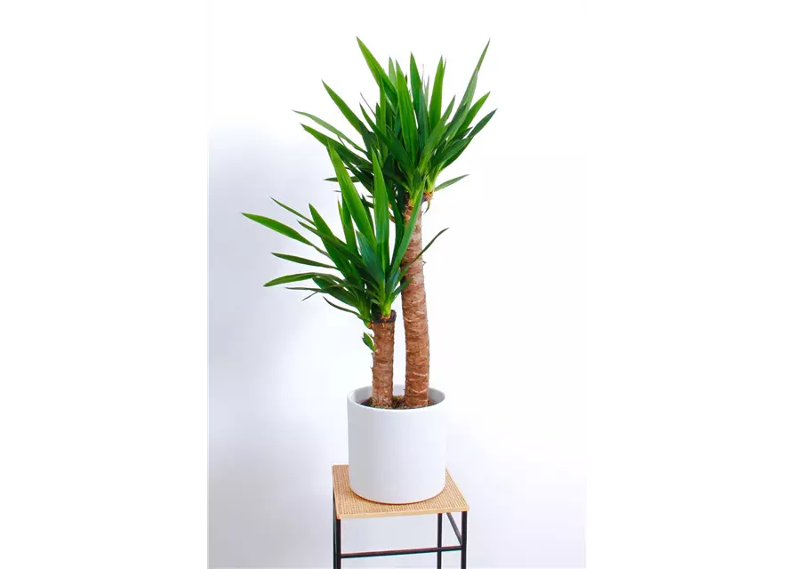 Yucca Palme, 2er-Tuff, 23 cm Topf