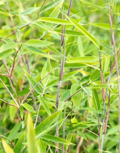 Fargesia murieliae 'Red Rhino'® Wonderwall