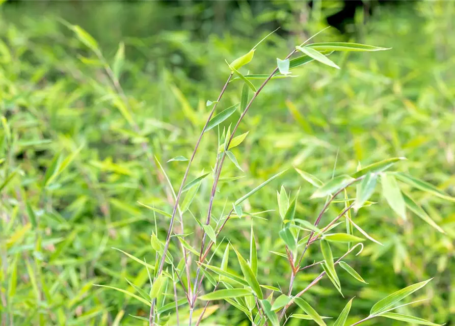 Fargesia murieliae 'Red Rhino'® Wonderwall