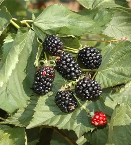 Rubus fruticosus 'Black Cascade'®