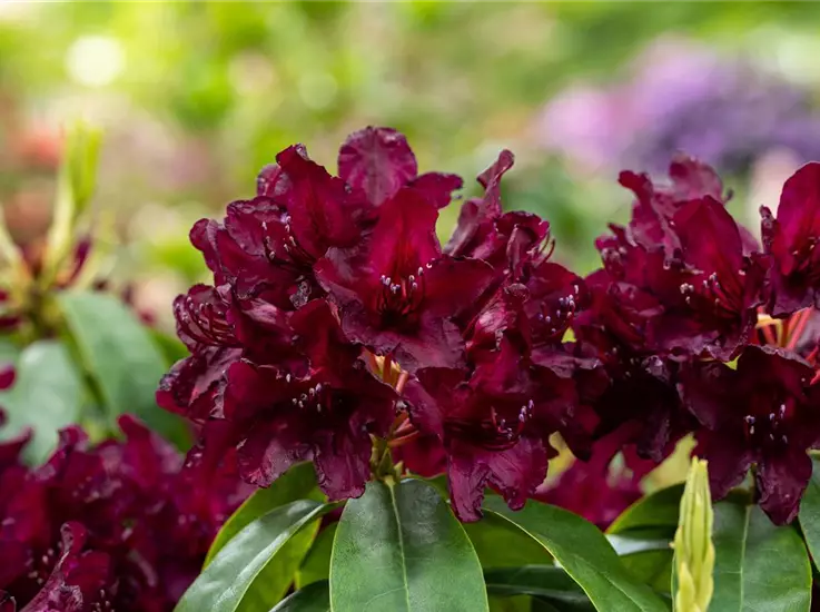 Rhododendron 'Cetewayo'