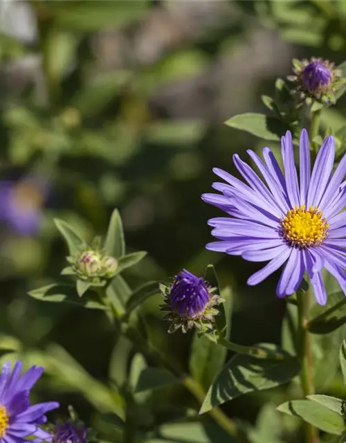 Sommer-Aster