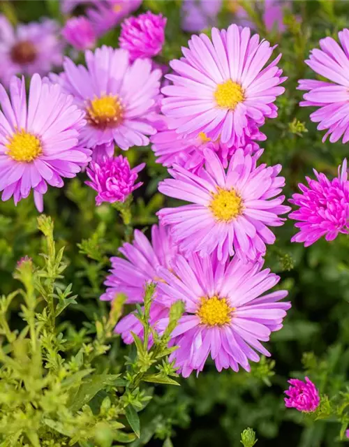 Kissen-Aster