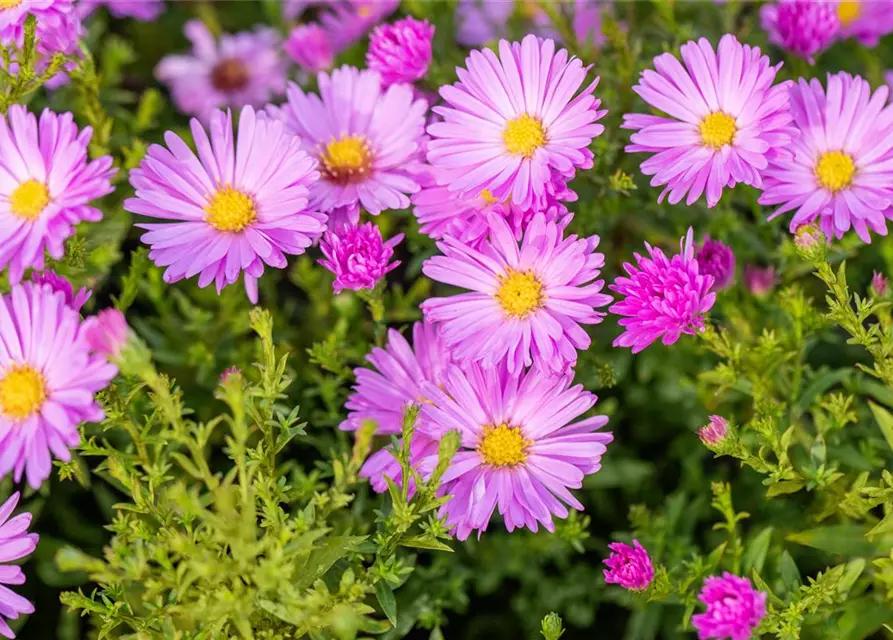 Kissen-Aster