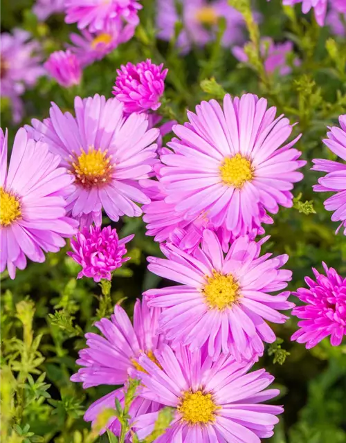 Kissen-Aster