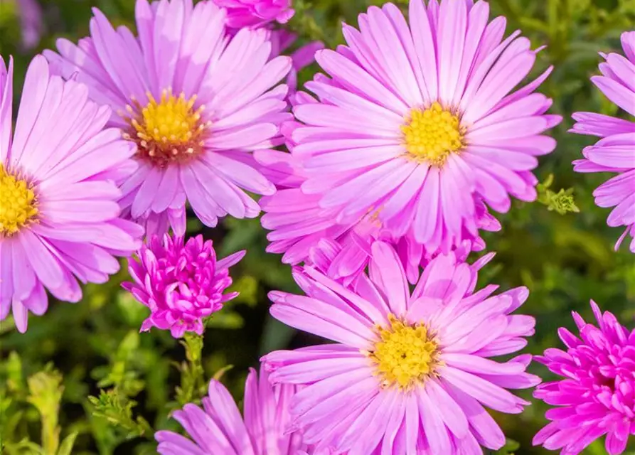 Kissen-Aster