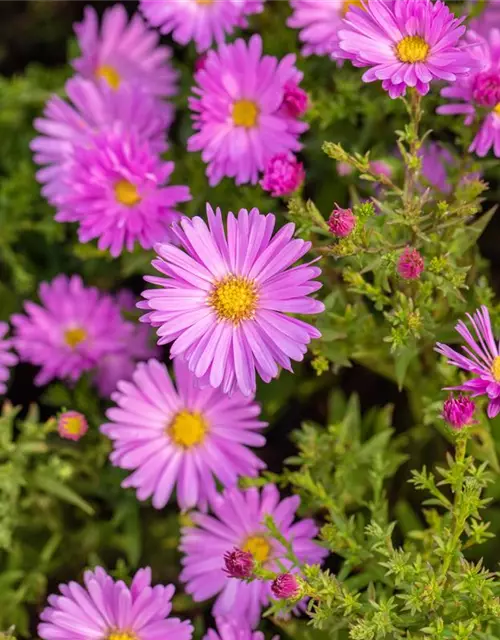 Kissen-Aster