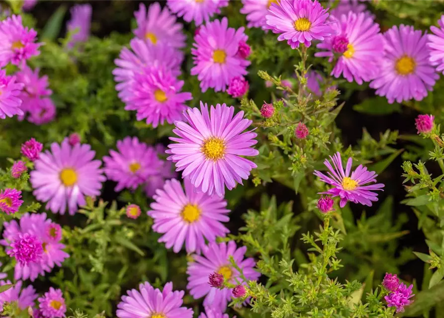 Kissen-Aster