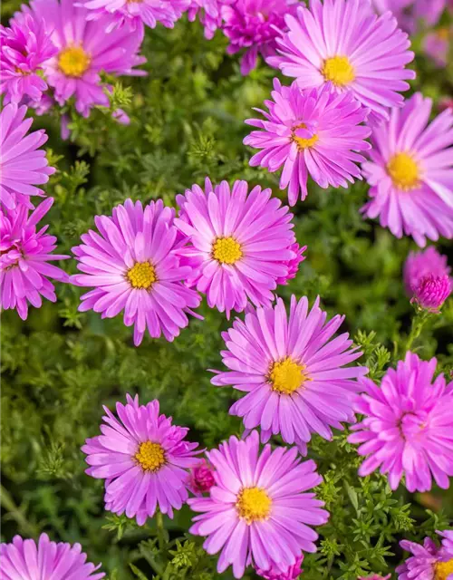 Kissen-Aster