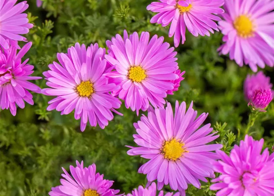 Kissen-Aster