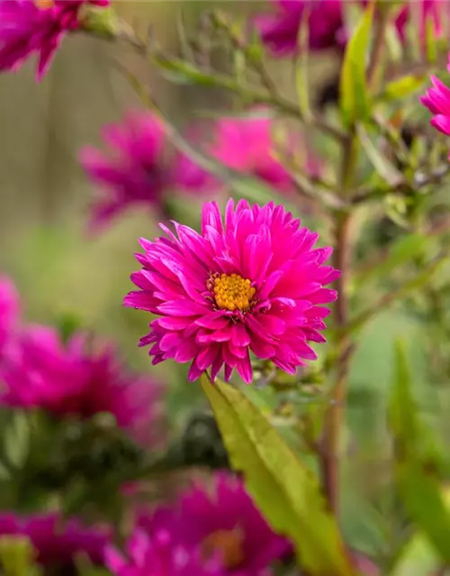 Raublatt-Aster