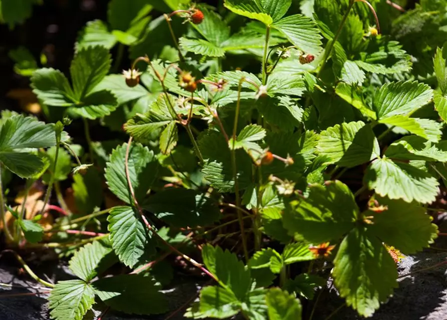 Wald-Erdbeere