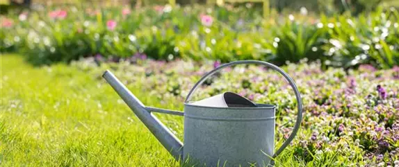 Völlig von der Rolle – Rollrasen im Garten