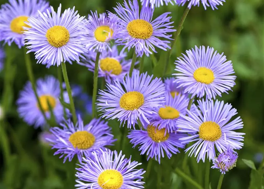 Kissen-Aster