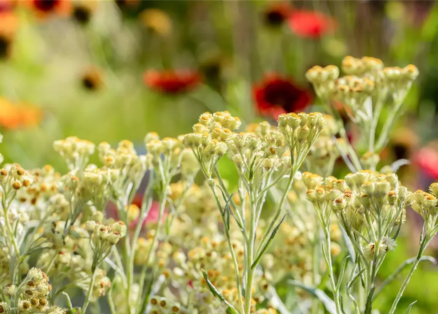 Turkestan-Strohblume