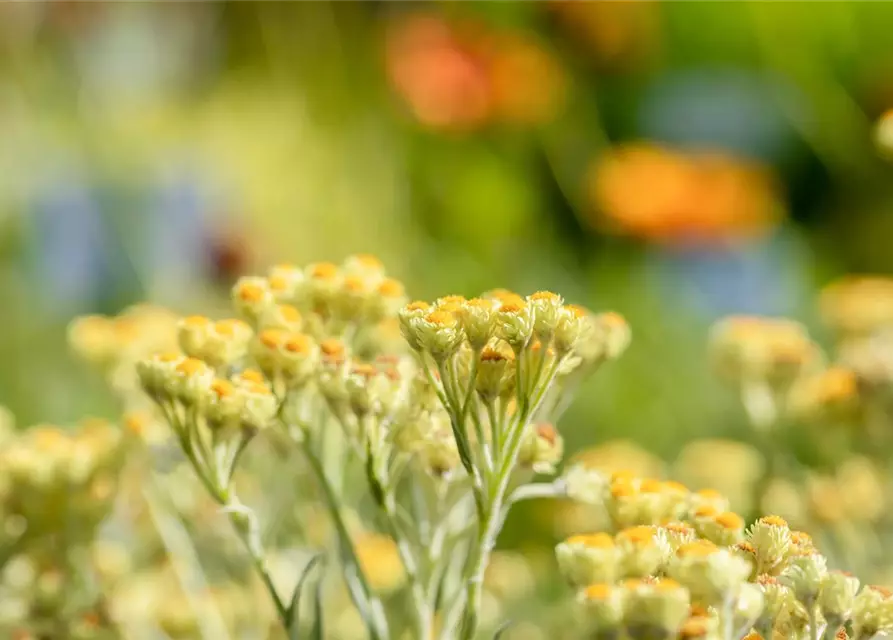 Turkestan-Strohblume