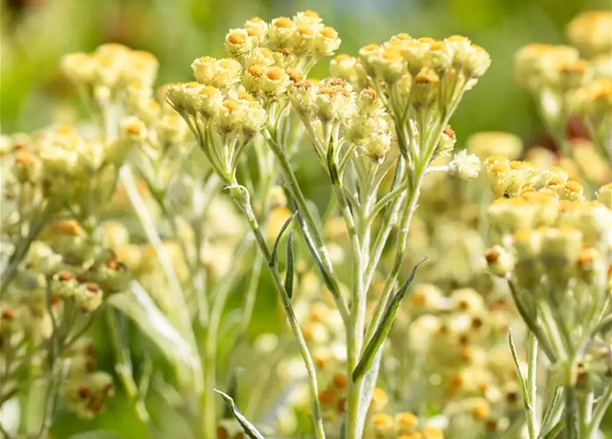 Turkestan-Strohblume