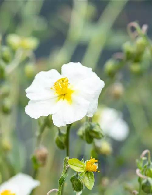 Sonnenröschen