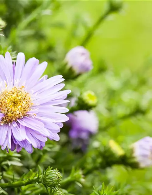 Kissen-Aster