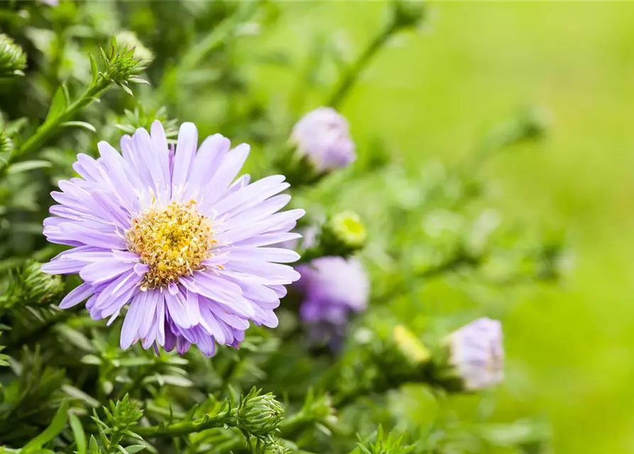 Kissen-Aster