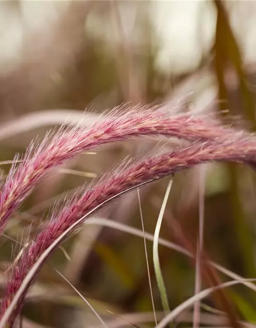 Federborstengras 'Rubrum'