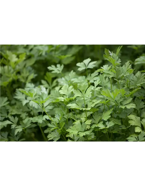 Krause Petersilie 'Grüne Perle'