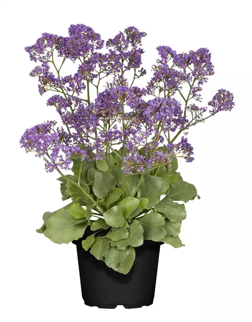 Limonium C3, Strandflieder, Gärtnerei 