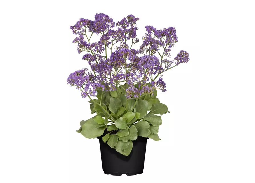 Limonium C3, Strandflieder, Gärtnerei 