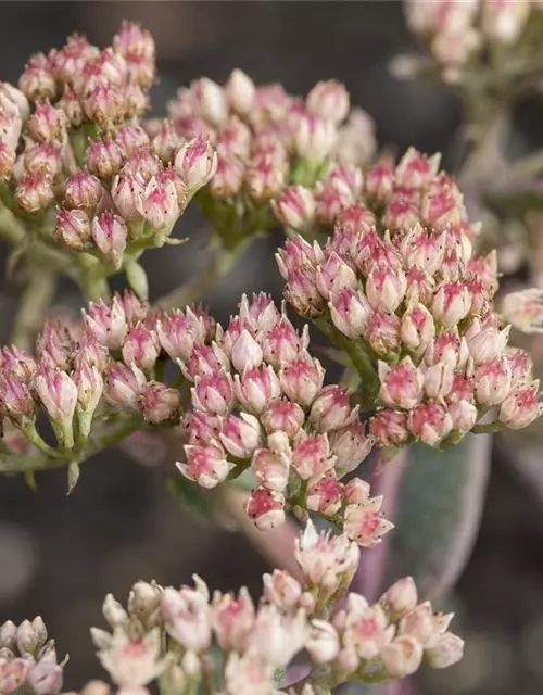 Sedum