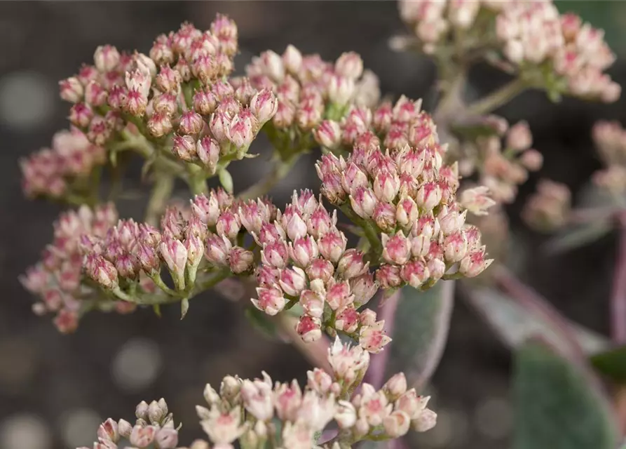 Sedum