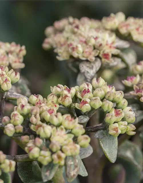 Sedum