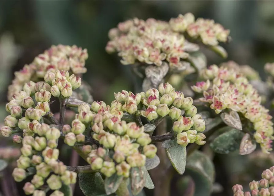 Sedum