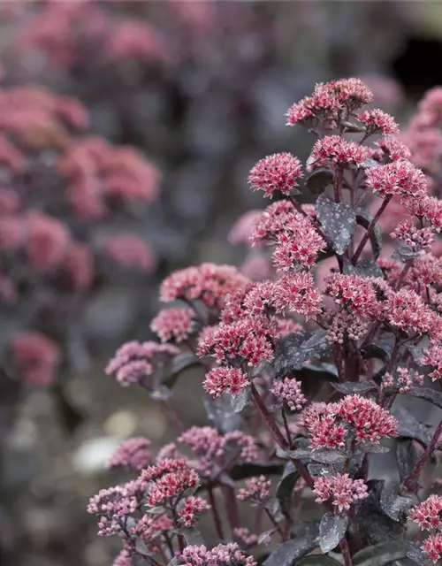 Sedum