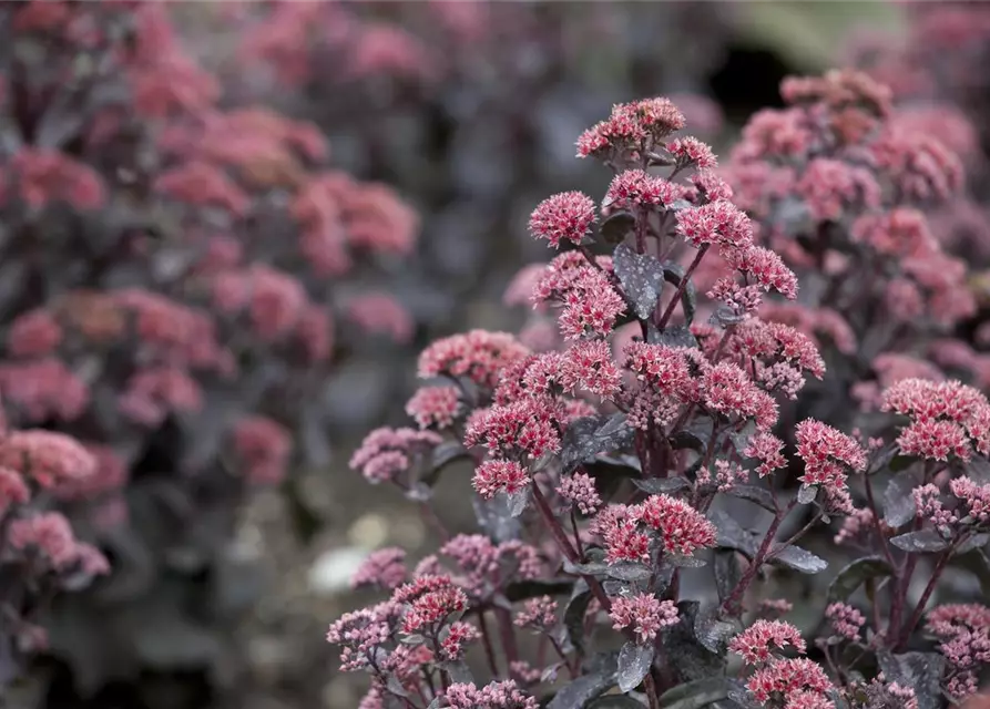 Sedum