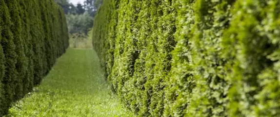 Schnipp, schnapp, Hecke ab! Heckenpflanzen schneiden im Sommer