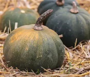 Ein Strohballen als ideale Anbaufläche für wenig Platz