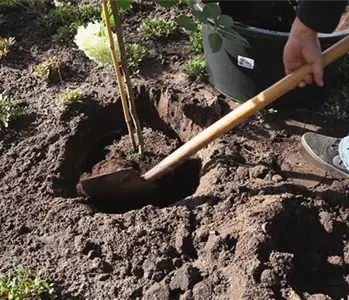 Rispenhortensie - Einpflanzen im Garten