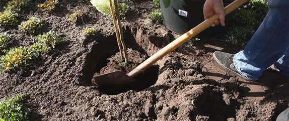 Rispenhortensie - Einpflanzen im Garten