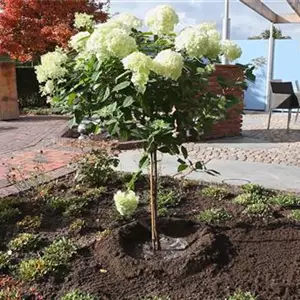 Rispenhortensie - Einpflanzen im Garten