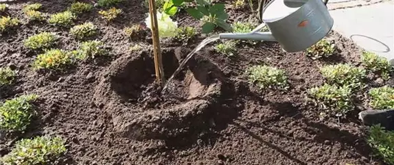 Rispenhortensie - Einpflanzen im Garten