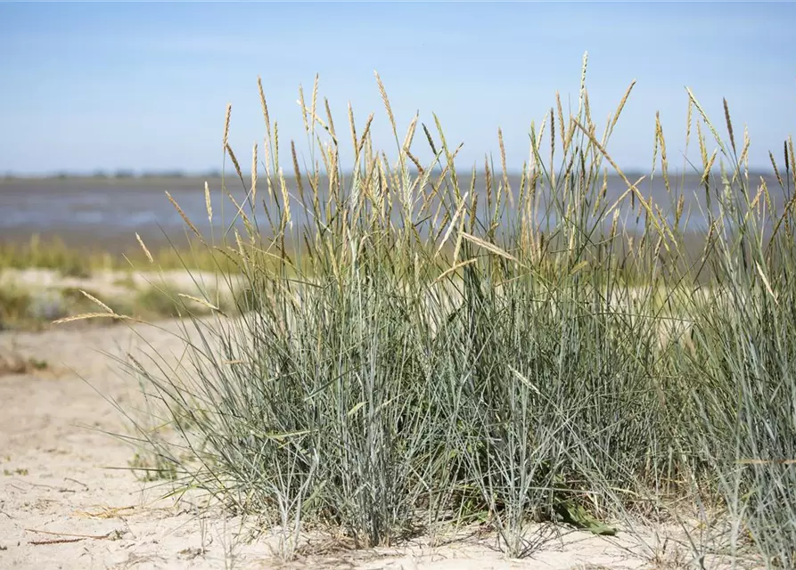 Amerikanischer Strandhafer