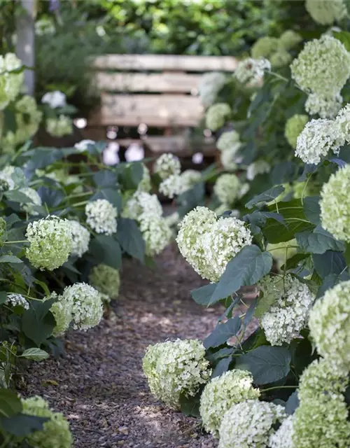 Weiße Ballhortensie 'Annabelle'