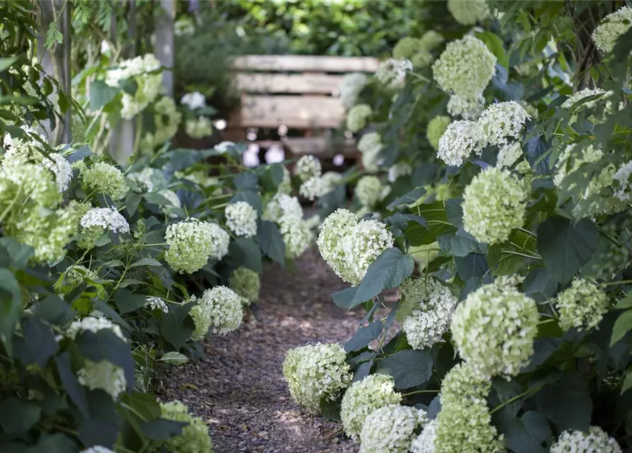 Weiße Ballhortensie 'Annabelle'