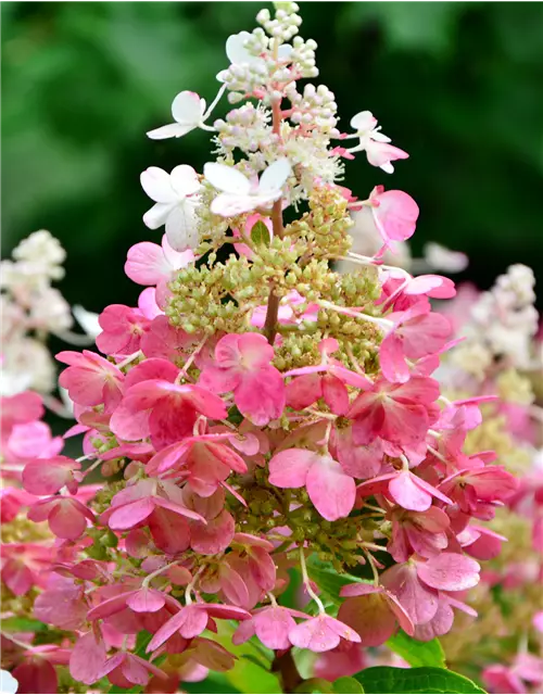 Rispenhortensie 'Pink Lady'