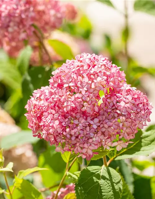 Ballhortensie 'Pink Annabelle'